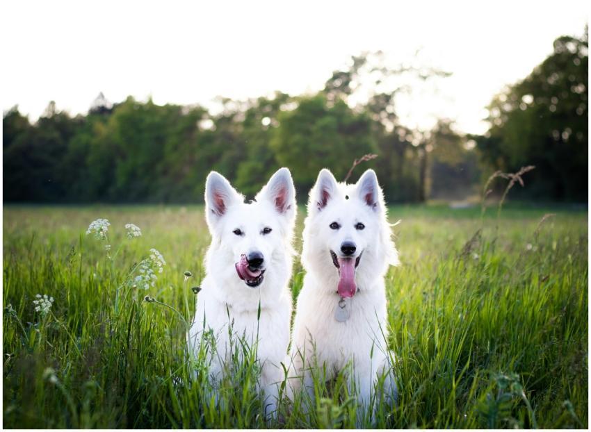 Two white Swiss Shepherd dogs sitting playfully in