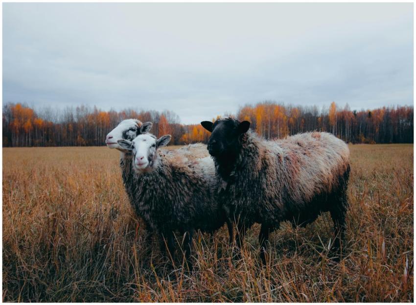 A trio of sheep in a grassy field during autumn, w