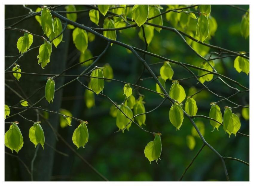 Spring Foliage Linden Leaves