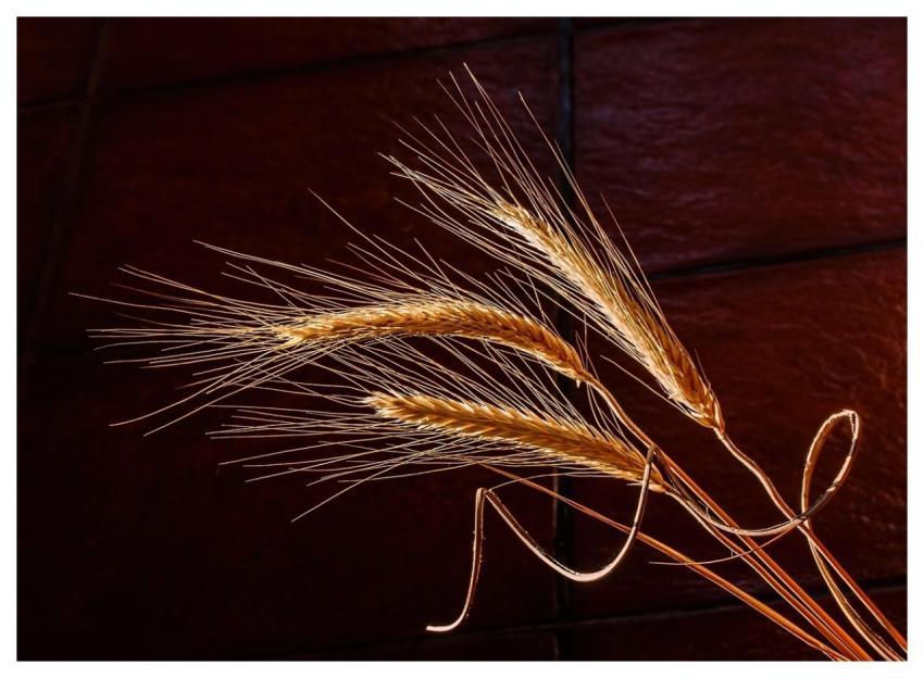 Barley Dried Grass Cereal Grain Health Food