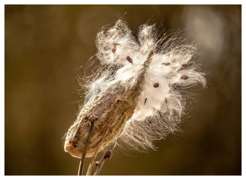 Silkworm Hd Wallpaper Wild Tobacco Nature