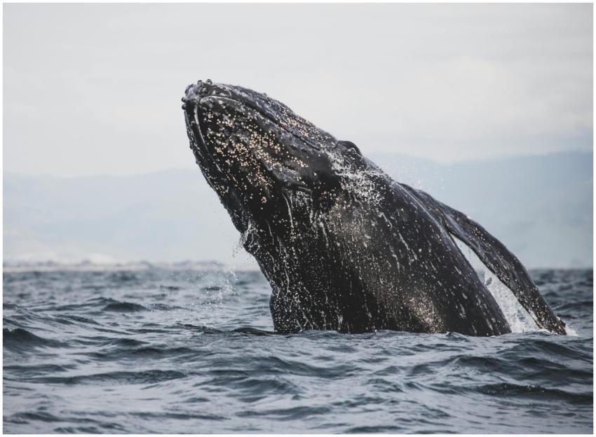 A stunning capture of a humpback whale breaching i