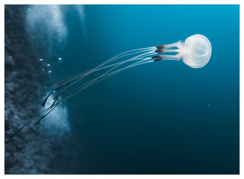 Dive Sea Nature Underwater