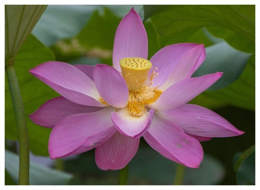 Lotus Flower Pond Plant