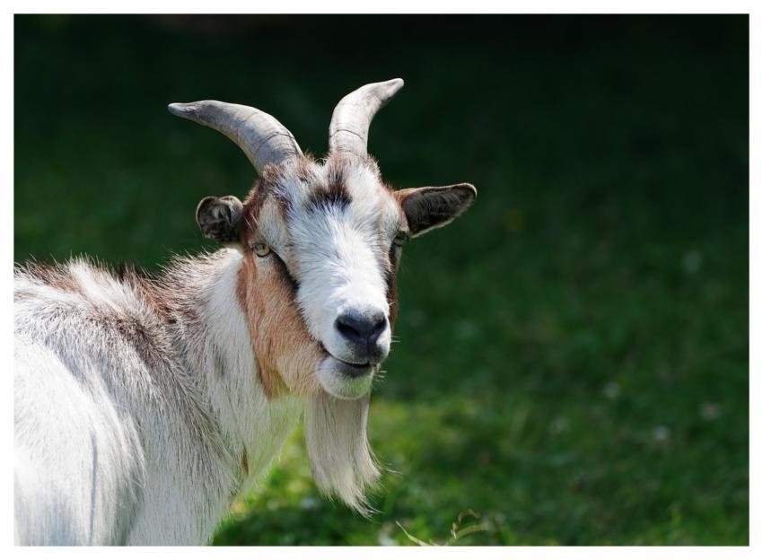 Goat Animal Free Background Mammal