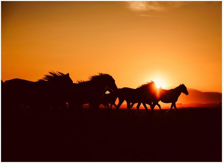 Dynamic silhouette of horses running across a past