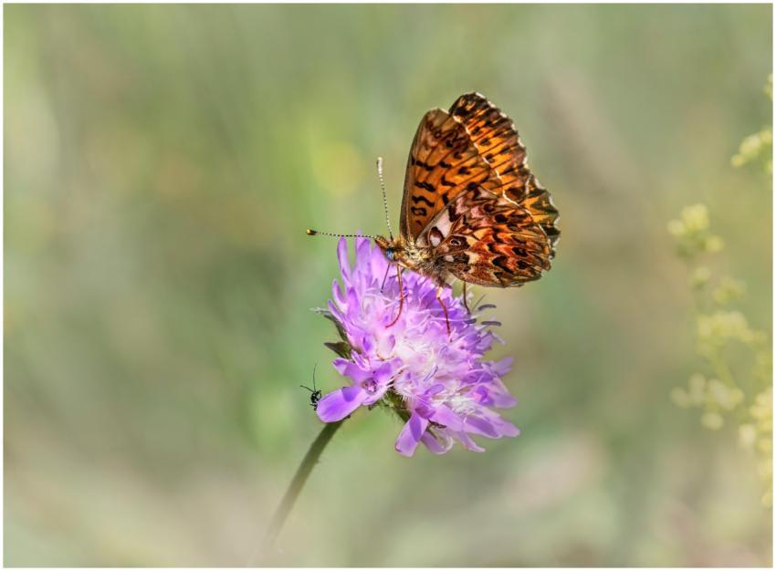 Close-up of a butterfly perched on a vibrant purpl