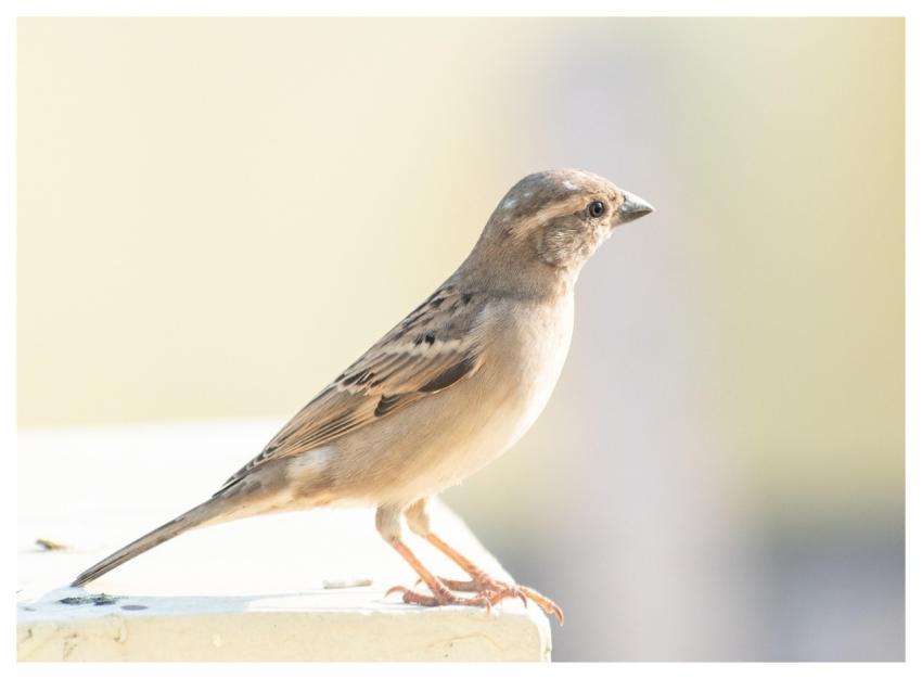 Bird Sparrow Closeup Ornithology