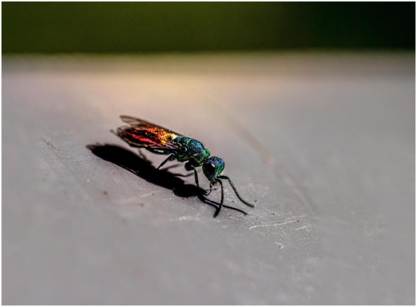 Macro shot of a colorful iridescent cuckoo wasp in