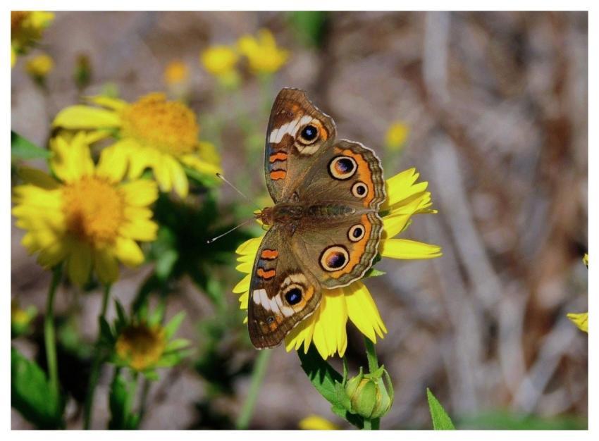 Butterfly Nature Insect Wings