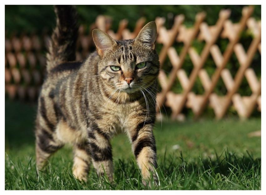 Cat Market Wallpaper Hd Nature