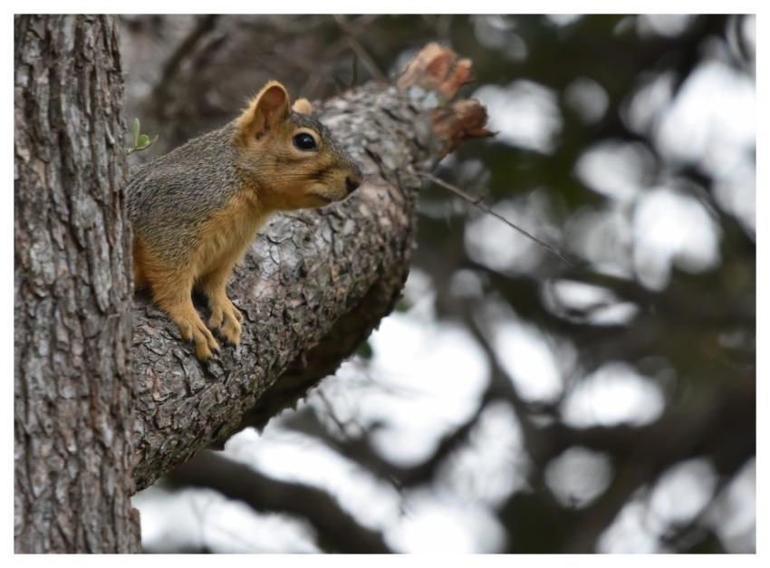 Squirrel Fox Squirrel Hd Wallpaper Animal