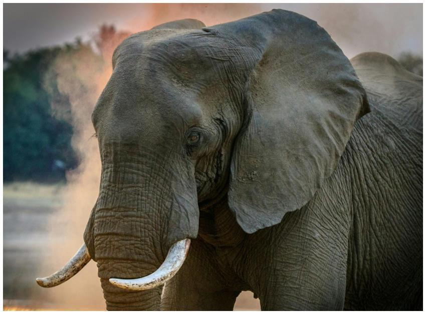 Close-up of a magnificent African elephant display