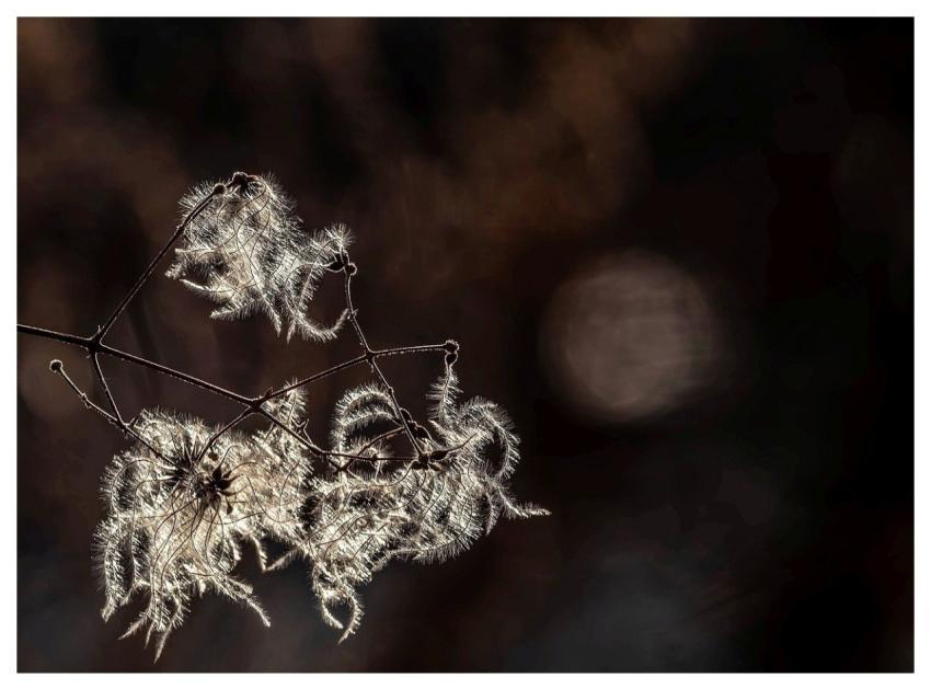 Nature Wallpaper 4K Plant Free Background