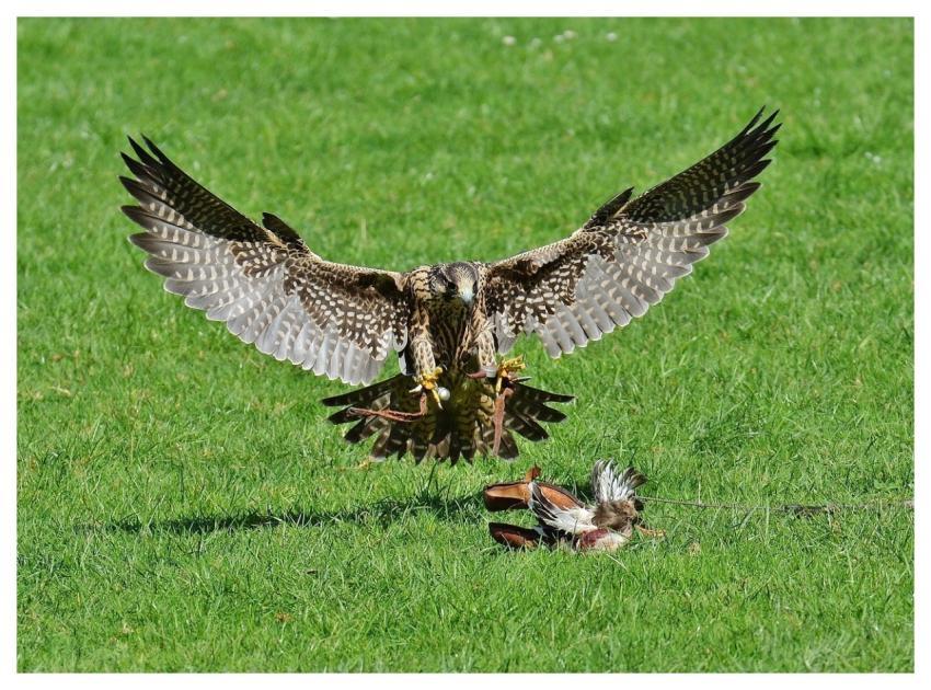 Falcon Wildpark Poing Predator Prey