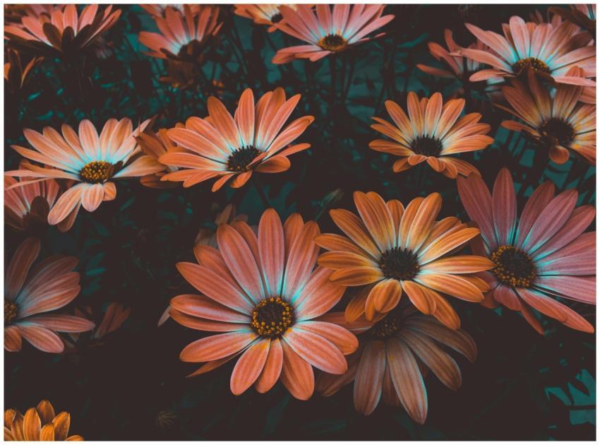 A captivating close-up of orange daisies in full b