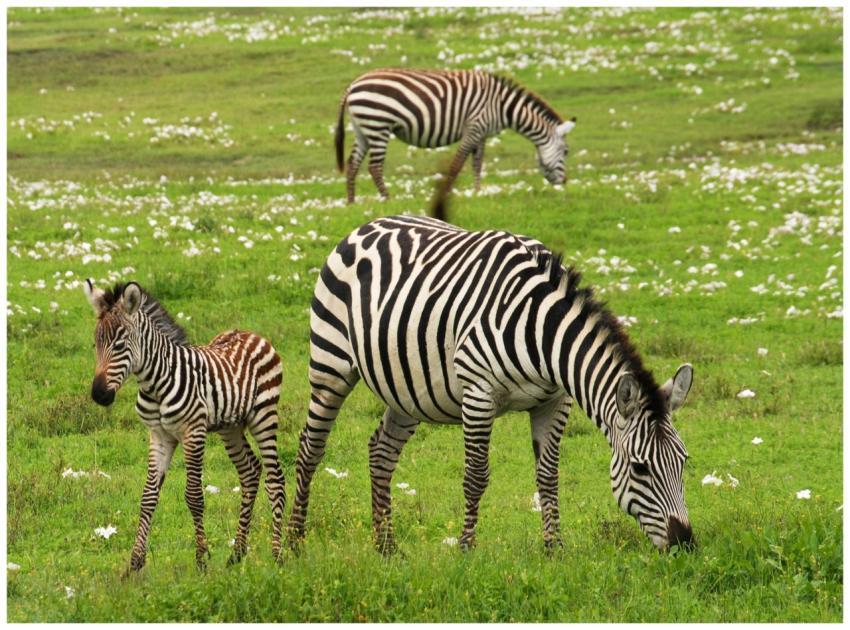 A serene scene of zebras grazing in a lush, green
