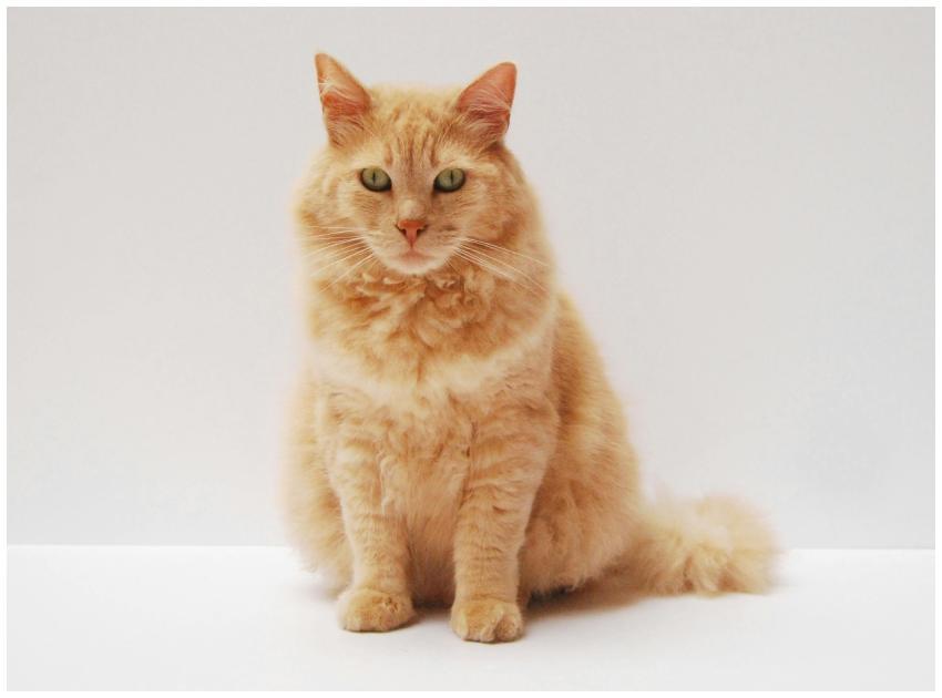 A fluffy ginger cat sitting gracefully, showcasing