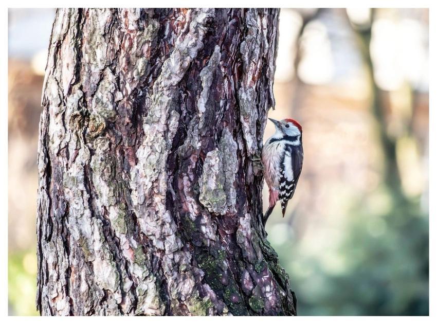 Woodpecker Tree Bark Nature