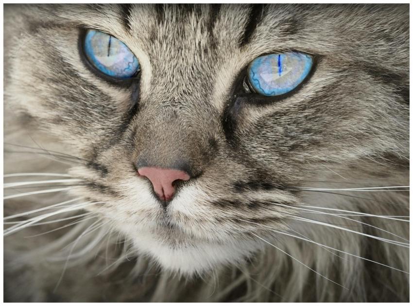A detailed close-up portrait of a domestic cat wit