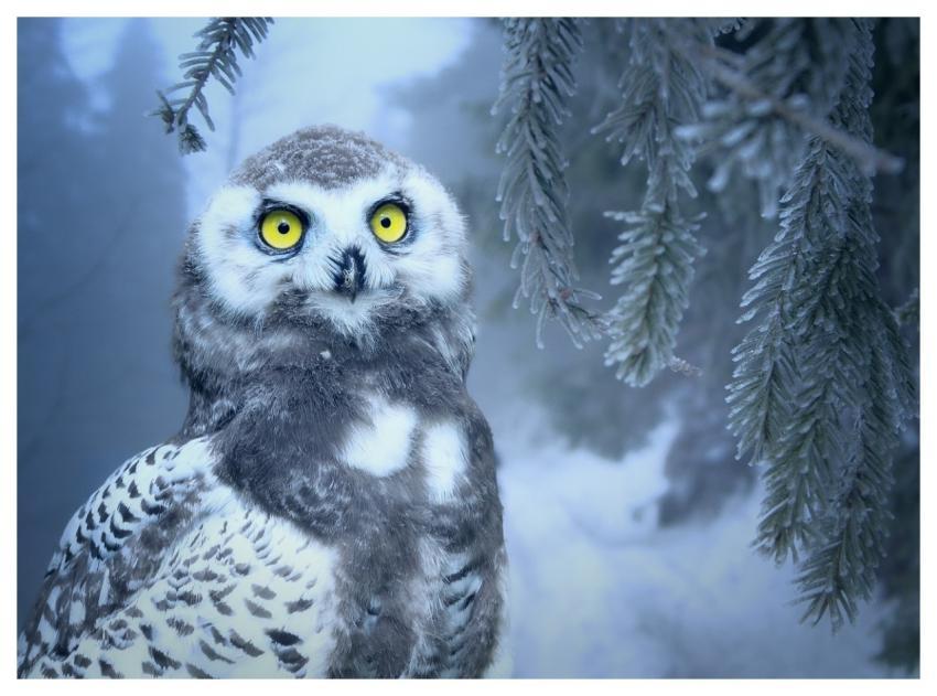 Owl Snow Snow Owl Bird
