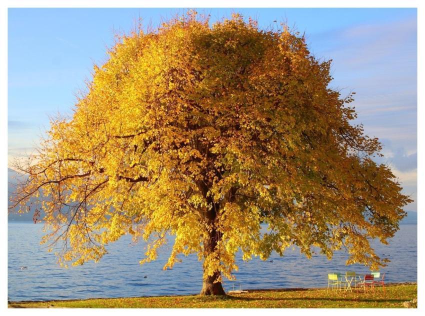 Tree Nature Autumn Colors Nature Wallpaper