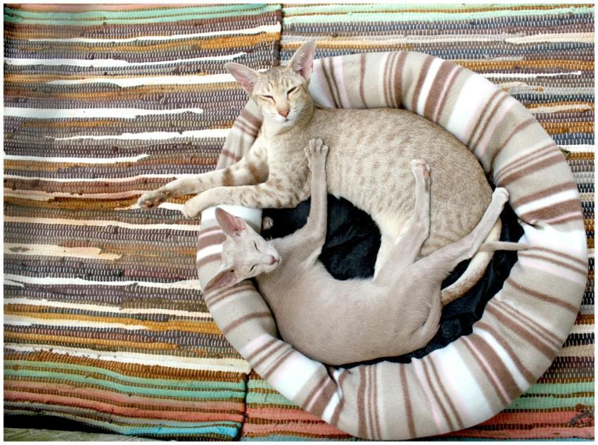 Two Oriental Shorthair cats curled up together on