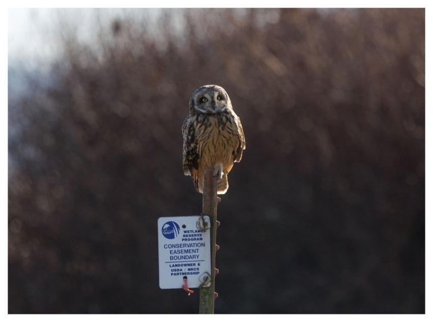 Short-Eared Owl Owl Bird Nature