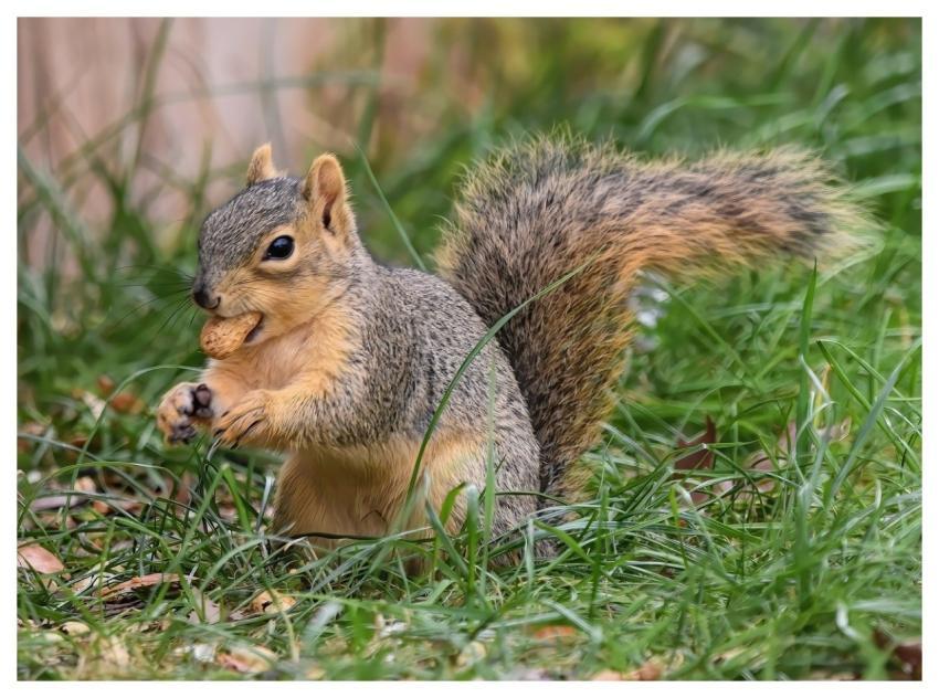 Squirrel Fox Squirrel Animal Nature