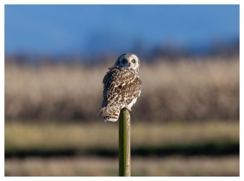 Short-Eared Owl Owl Bird Nature