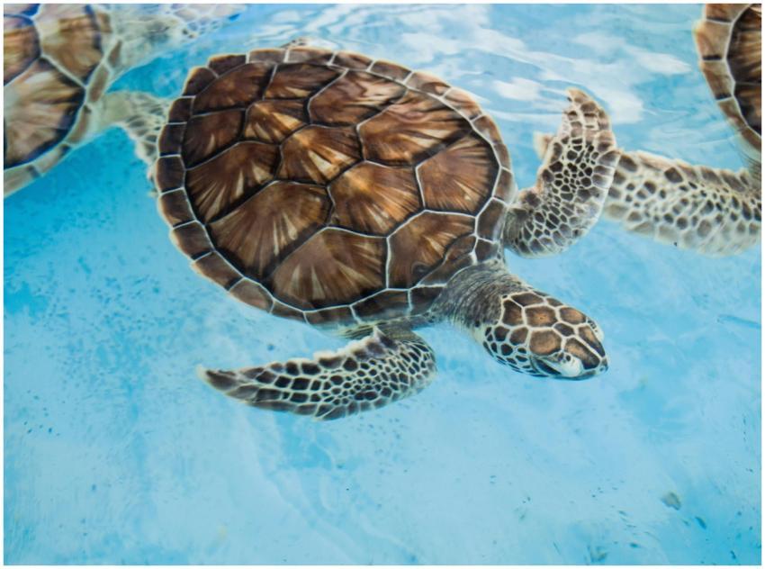A close-up of a sea turtle gracefully swimming und