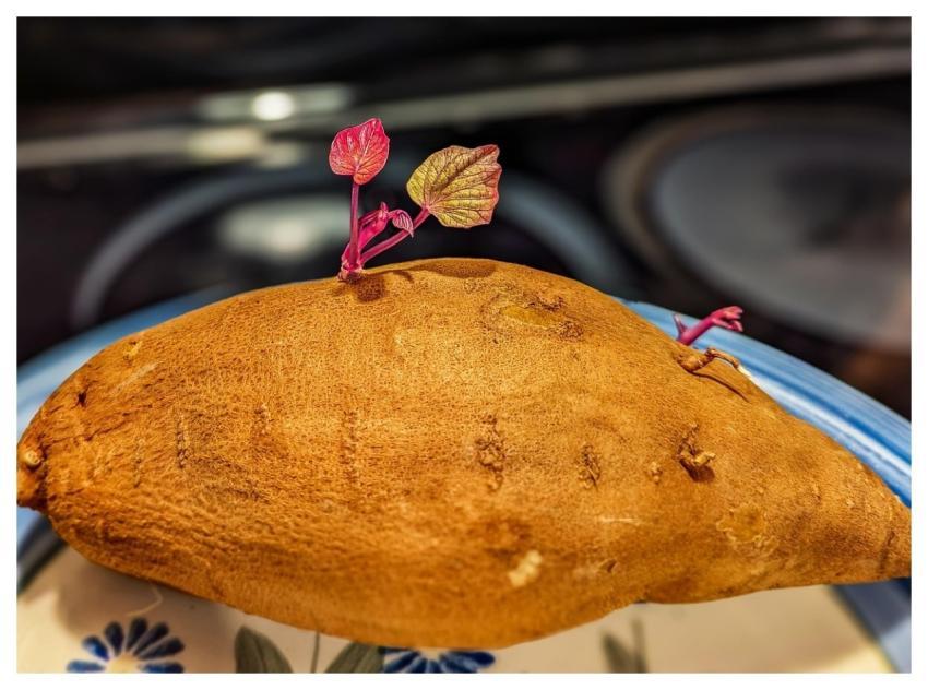 Sweet Potato Vegetable Organic Food