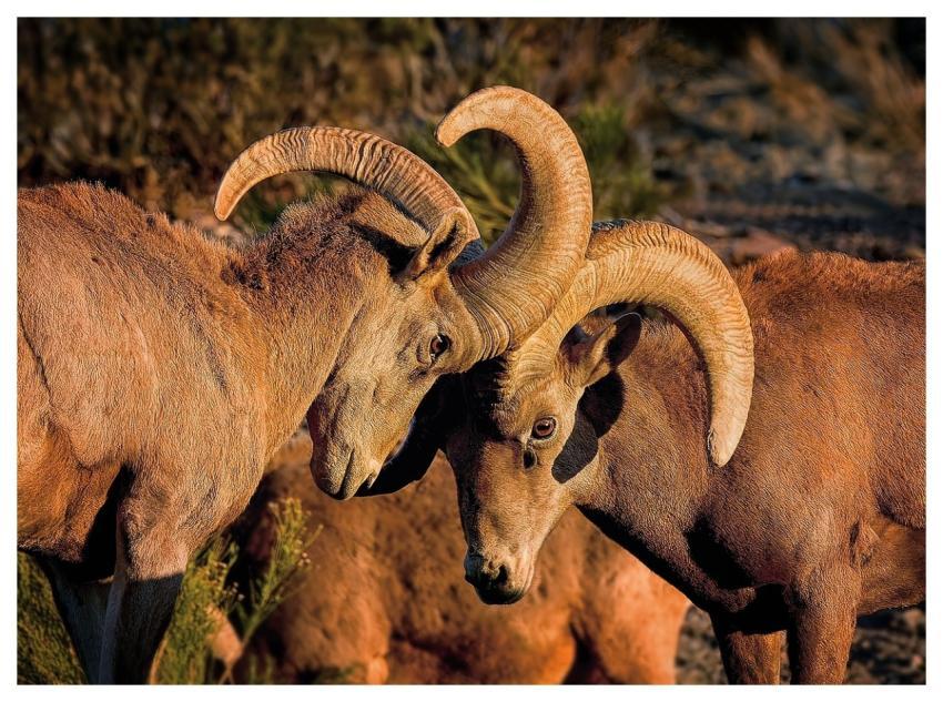 Nature Wildlife Rams Animals