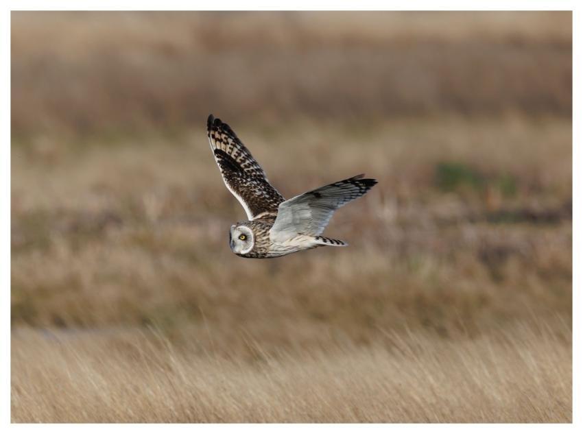 Short-Eared Owl Owl Bird Nature