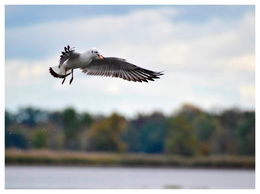 Seagull Flying Wings Lake