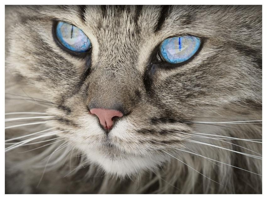 Cat Tabby Face Whiskers