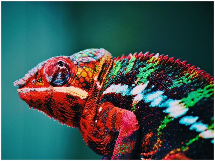 Close-up of a colorful chameleon showcasing vibran