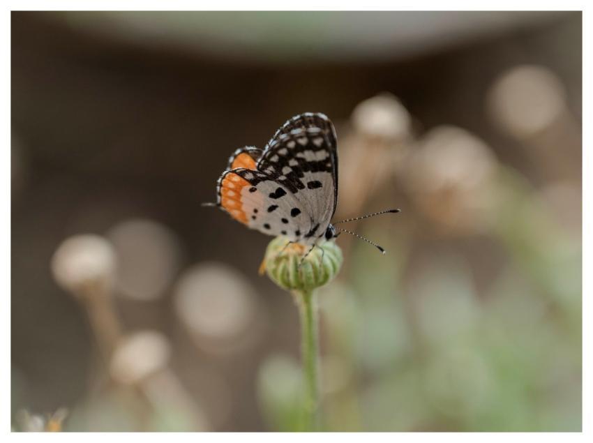 Talicada Butterfly Talicada Nyseus Insect