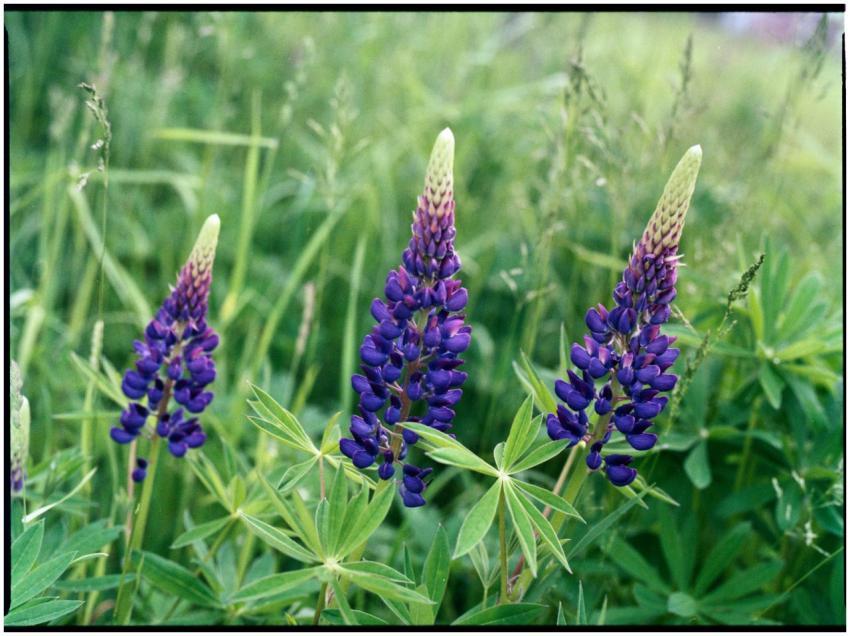Close-up of blooming purple lupins in a lush green