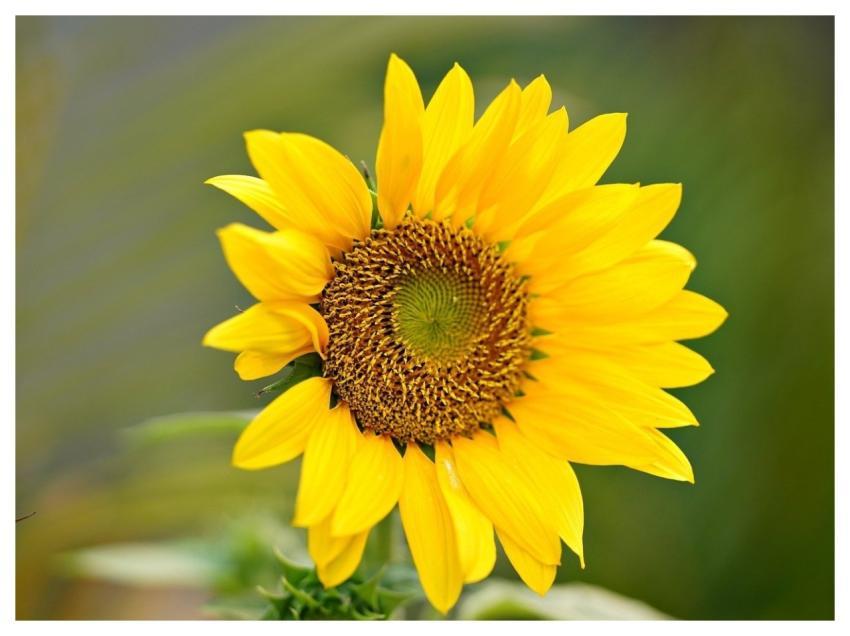 Sunflower Nature Flower Yellow