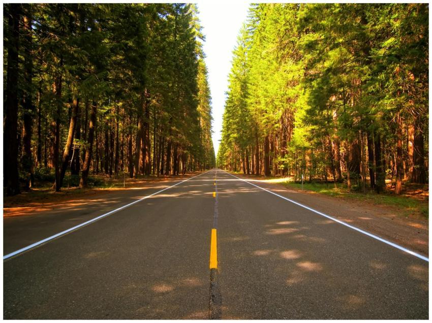 A tranquil road lined with towering evergreen tree