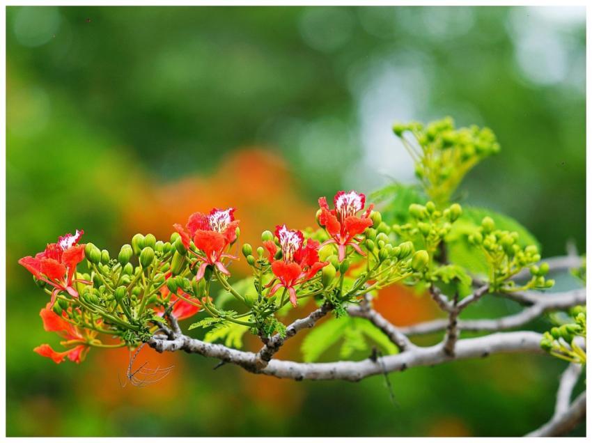 Close-up shot of vibrant red flowers blooming on a