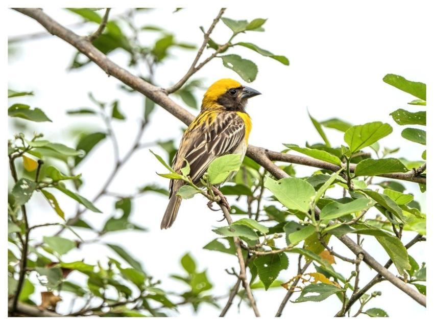 Bayaweaver Weaverbird Weaver Bird