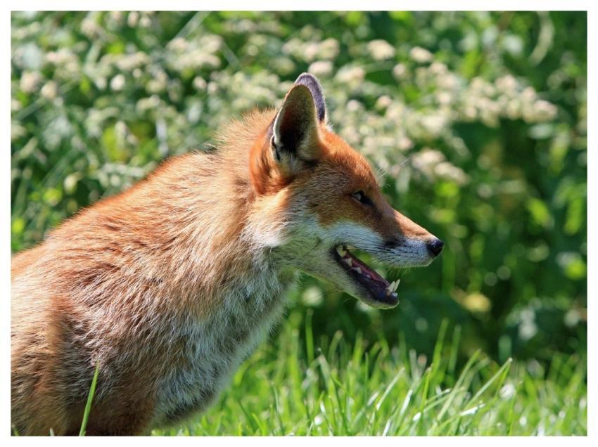 Fox Animal Red Fox Wild Animal