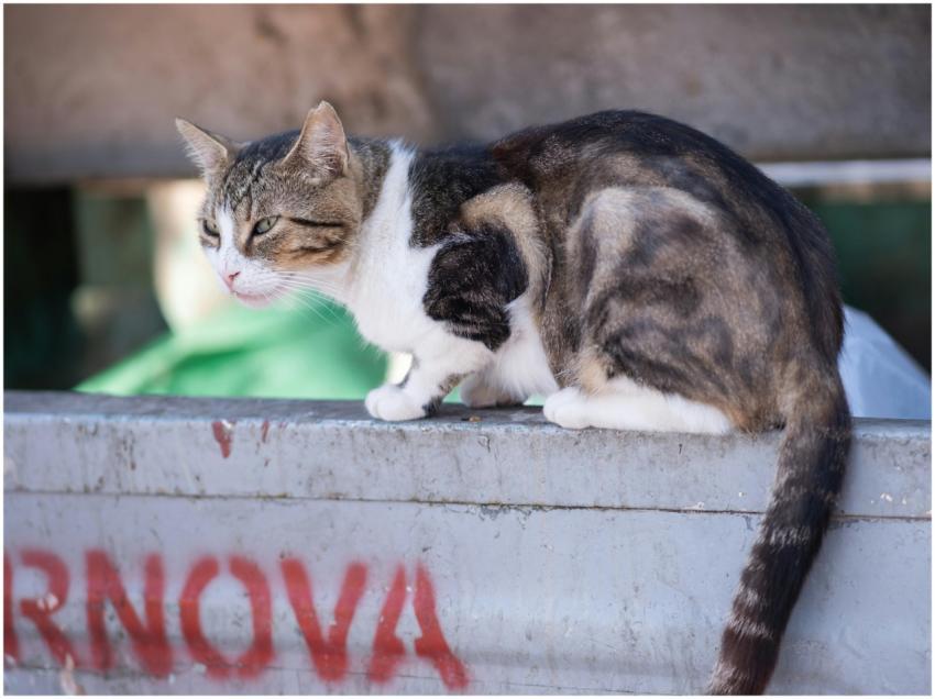 A stray cat rests on a dumpster in İzmir, Türkiye,