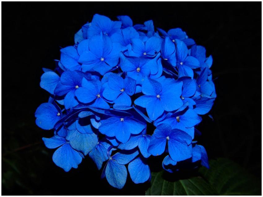 Close-up of a vibrant blue hydrangea flower in ful