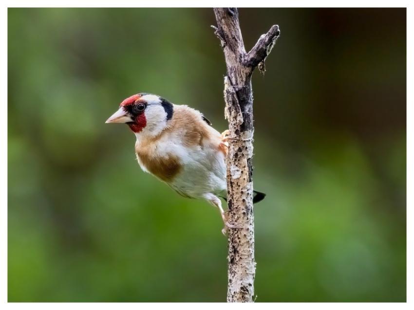 Goldfinch Bird Avian Ornithology
