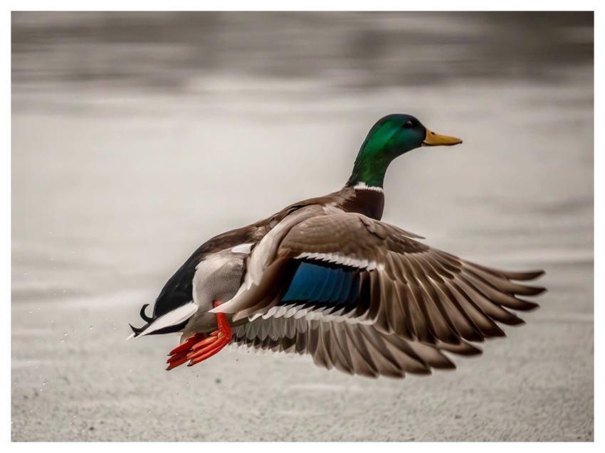 Duck Flying Mallard Lake Scene