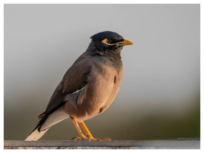 Myna Bird Animal Nature