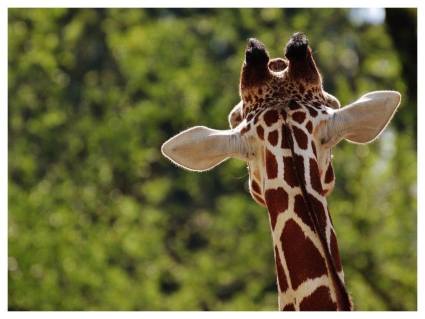 Giraffe Zoo Nature Animal